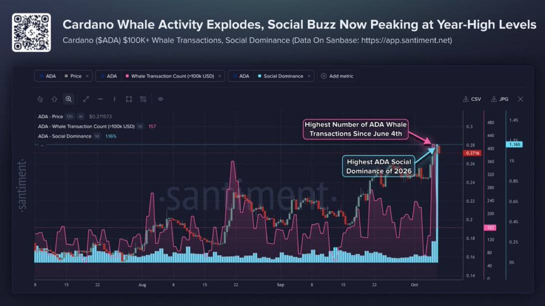 Cardano Whale Activity Hits Highest Level Since June